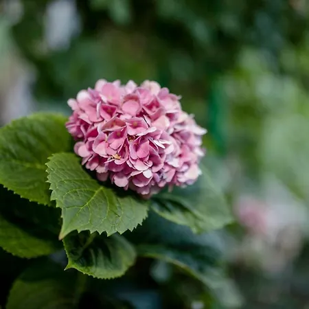 Kuca Leonora * Banjol