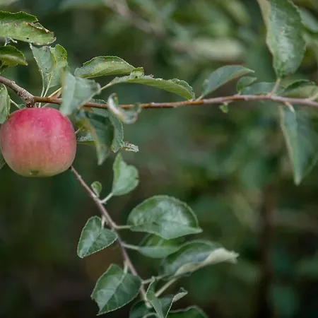 Lägenhet Kuca Leonora Banjol