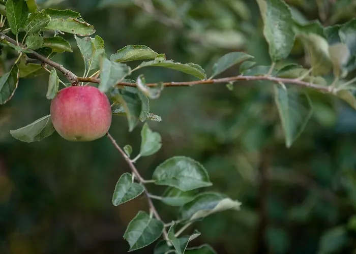 Apartamento Kuca Leonora Banjol