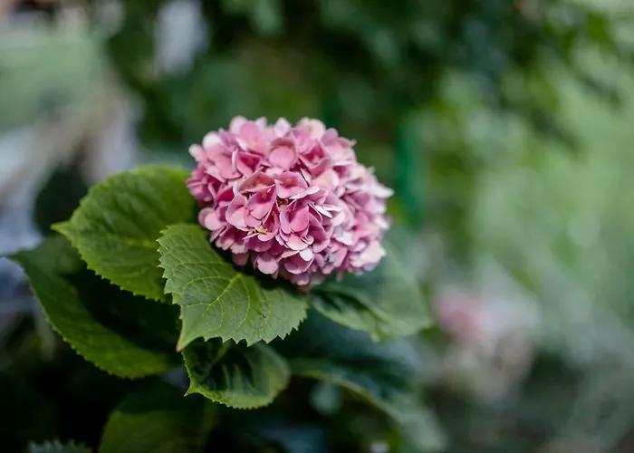 Kuca Leonora * Banjol